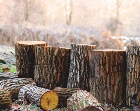 木材如何从树木中获得