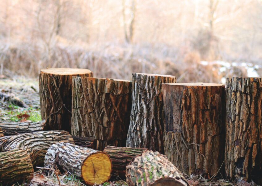 木材如何从树木中获得